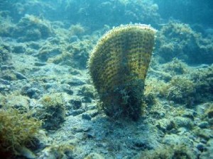 La "pinna nobilis", il più grande mollusco bivalve del mediterraneo, può raggiungere anche 1 m di lunghezza